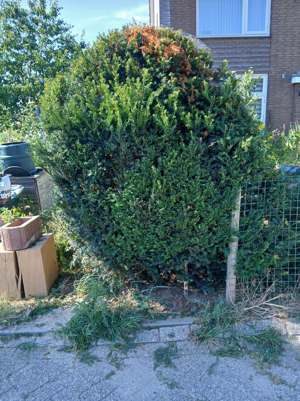 Gratis struiken, Tuin en Terras, Planten | Bomen, Ophalen of Verzenden, Bloeit niet, Overige soorten