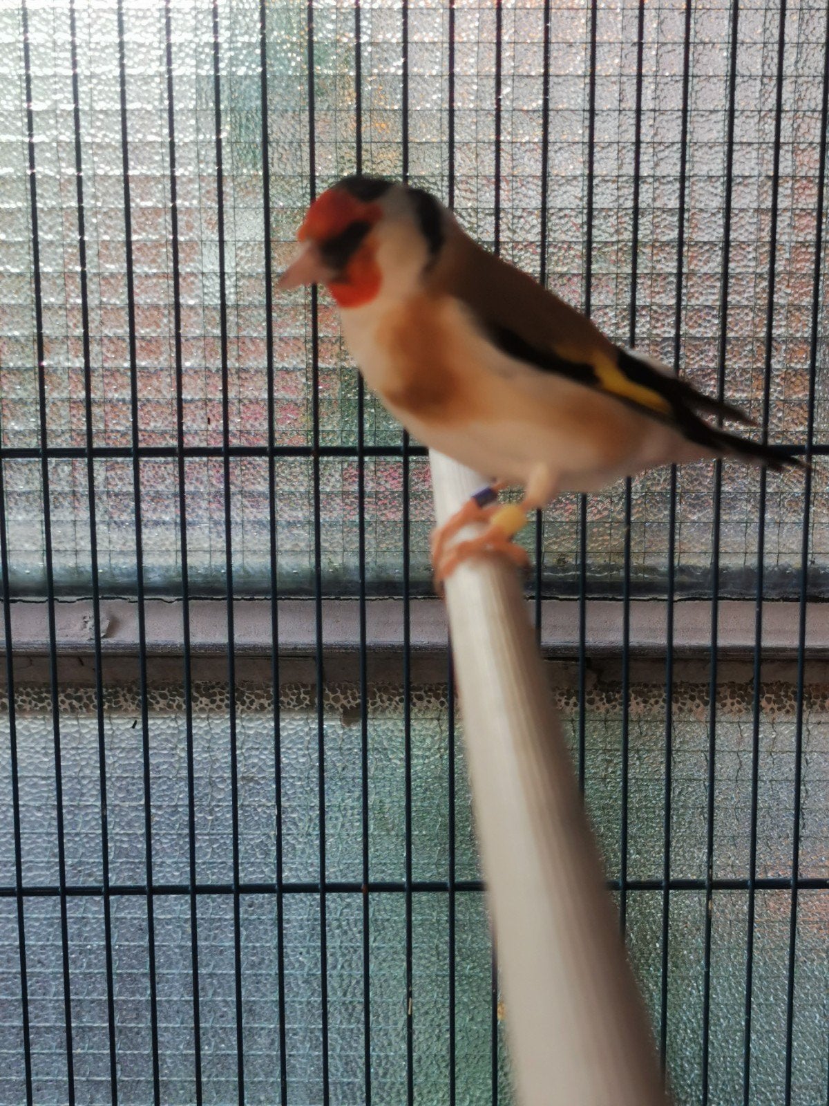 Majoor putter split wit kop., Dieren en Toebehoren, Vogels | Overige Vogels, Vrouwelijk, Wildzangvogel, Geringd