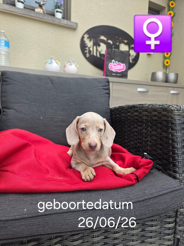 korthaar teckel pups, Dieren en Toebehoren, België, 8 tot 15 weken, Korthaar, Dwerg