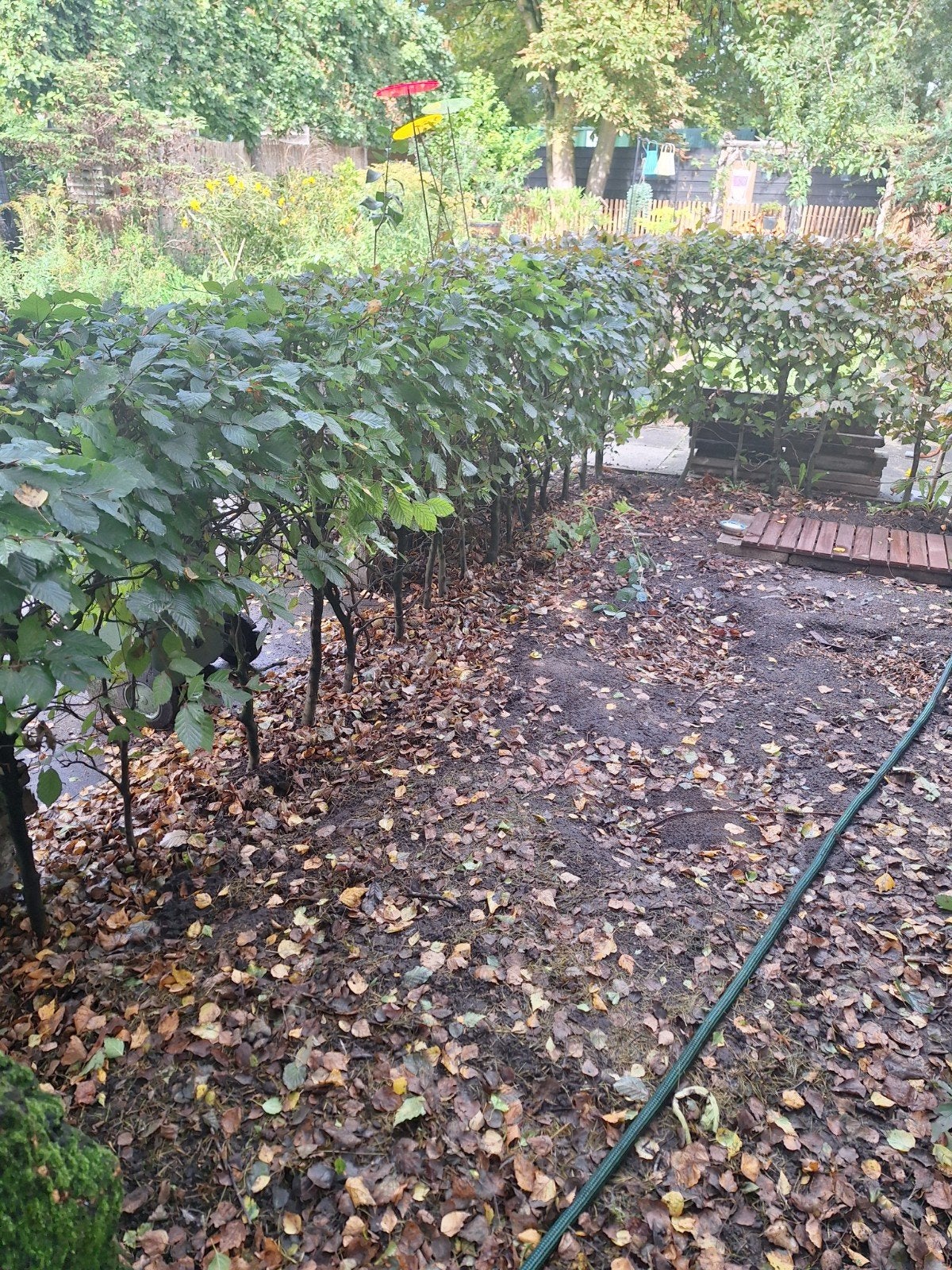 beukenhaag, groen/ rood, Tuin en Terras, Ophalen, Beukenhaag, 100 tot 250 cm
