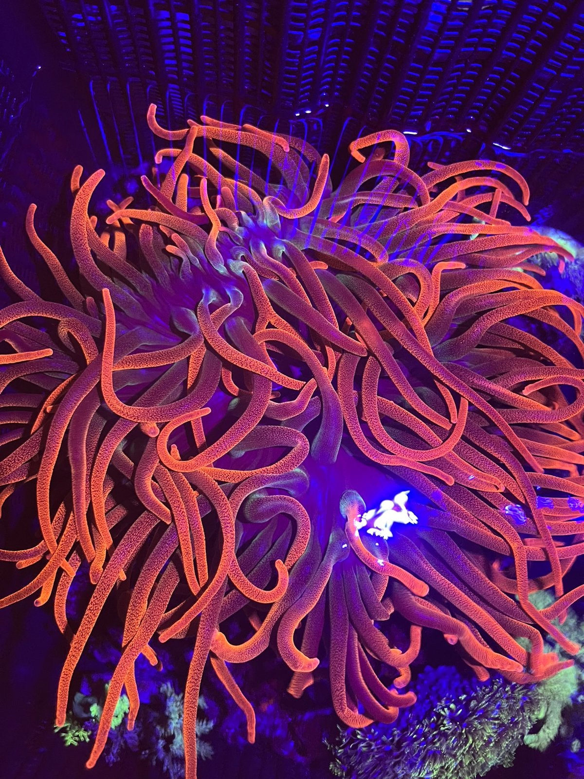 Grote sunburst anemoon, Dieren en Toebehoren, Vissen | Aquariumvissen, Slak of Weekdier, Zoutwatervis