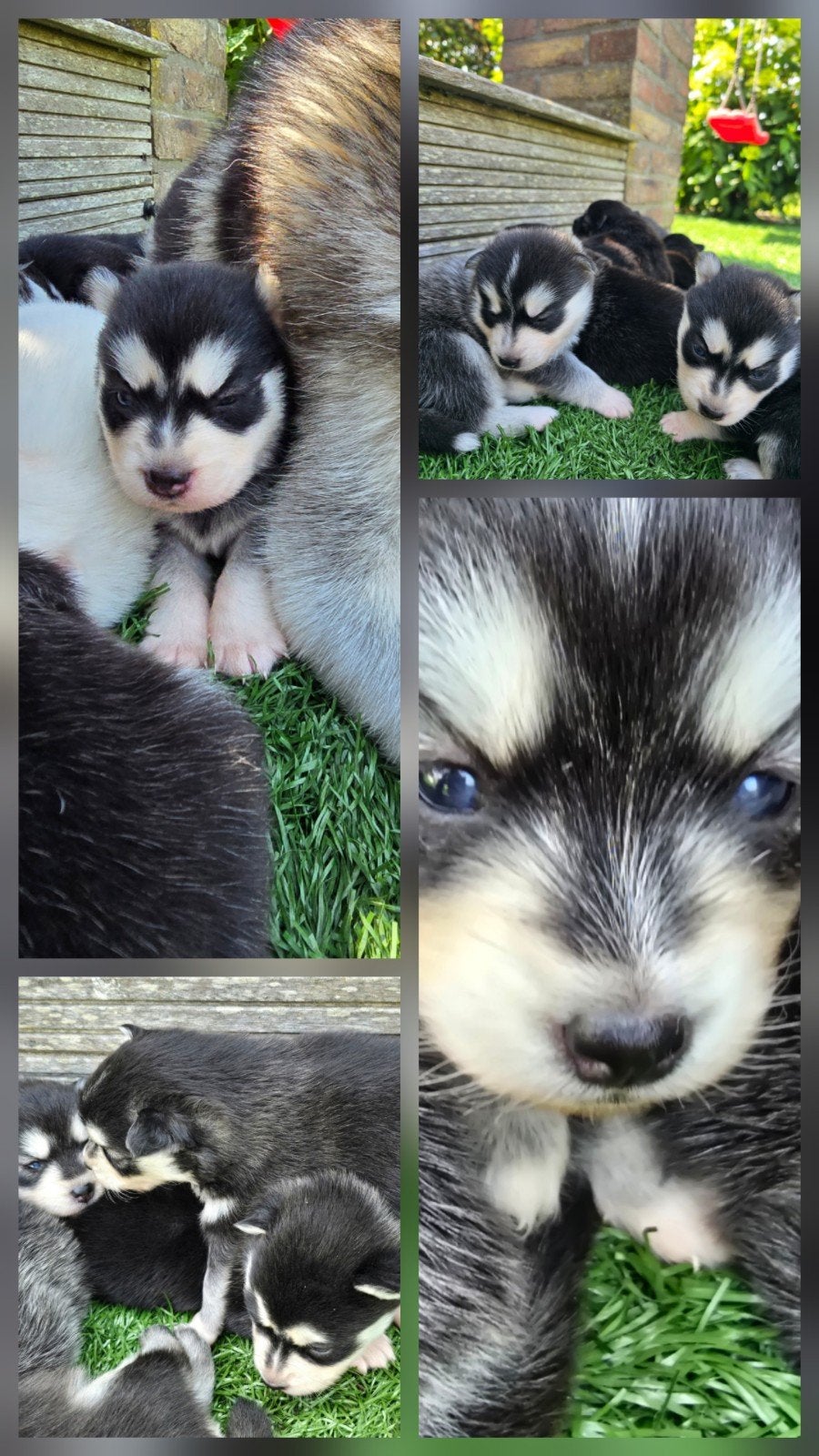 Prachtig nestje pomsky pups 🐶🐻🐨🐻‍❄️🐼🥰!, 8 tot 15 weken, Poolhond, Meerdere, Meerdere dieren