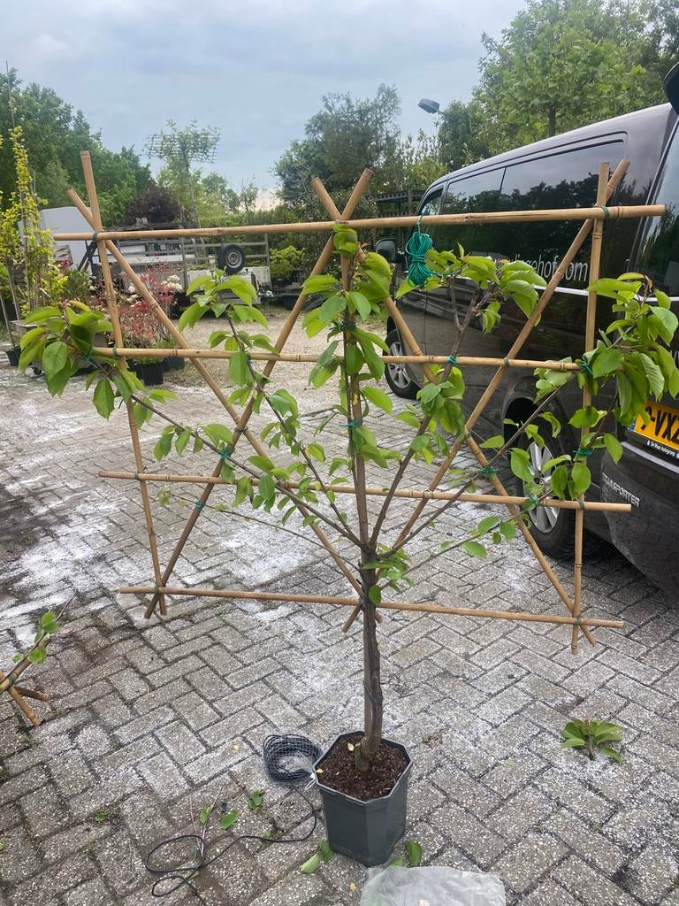 Fruitleibomen laagstam appel peer pruim, Ophalen of Verzenden, Appelboom, Lente