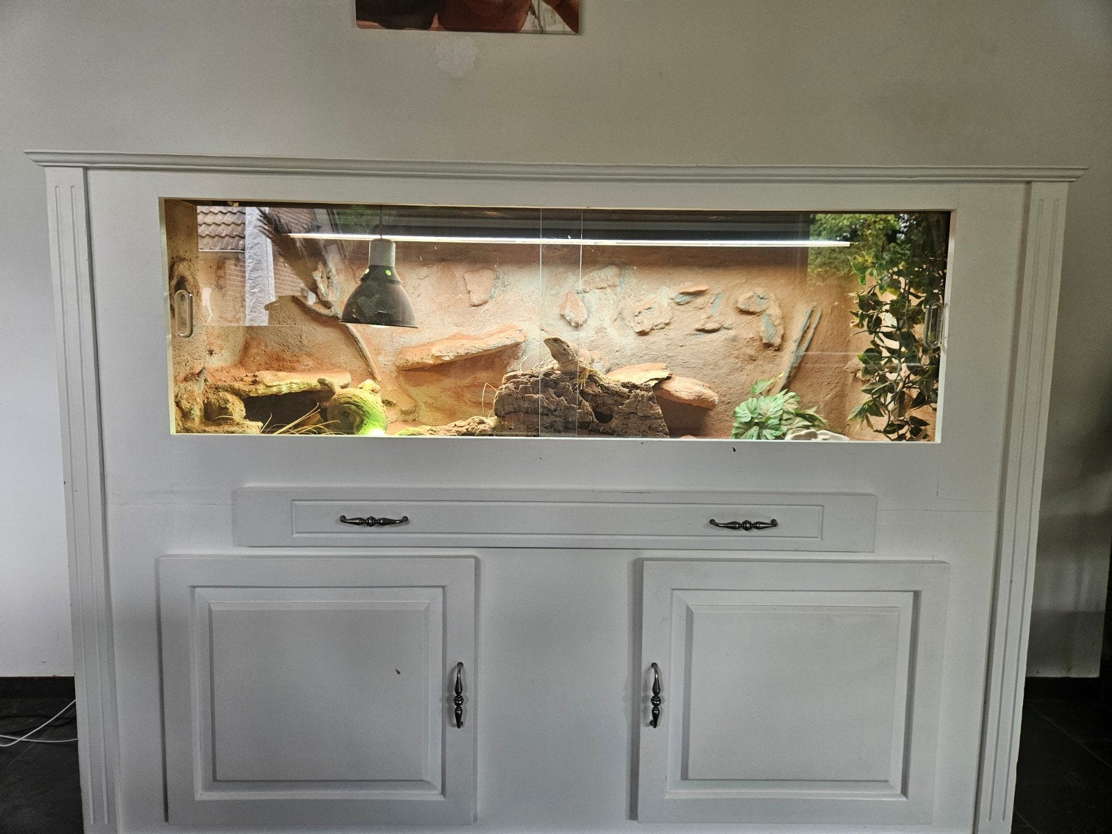 Baardagaam incl terrarium, Dieren en Toebehoren, Ophalen, Zo goed als nieuw