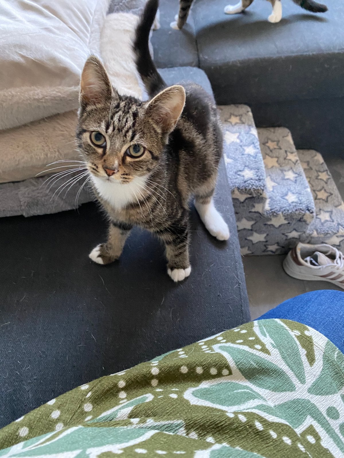 Mooie kittens kruising, Kater