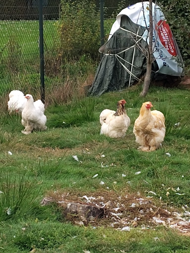 Cochin groothoen wit en buff, Vrouwelijk, Kip