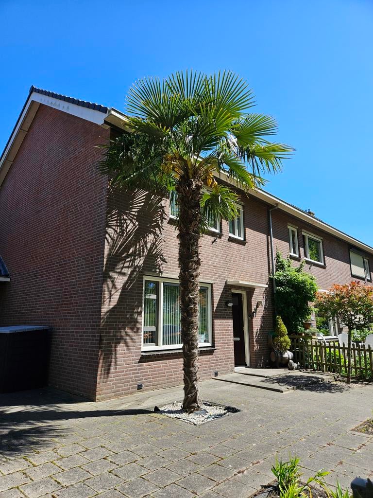 Zeer Mooie Palmboom Vier Meter, Zomer, Palmboom, 400 cm of meer, Ophalen