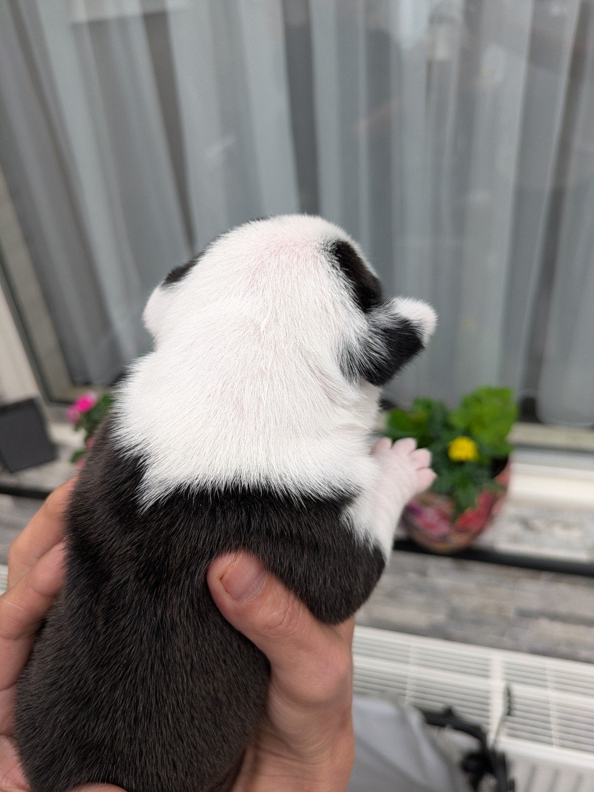 Amerikaanse Stafford pups, Dieren en Toebehoren, Honden | Jack Russells en Terriërs, 8 tot 15 weken, American Staffordshire Terriër