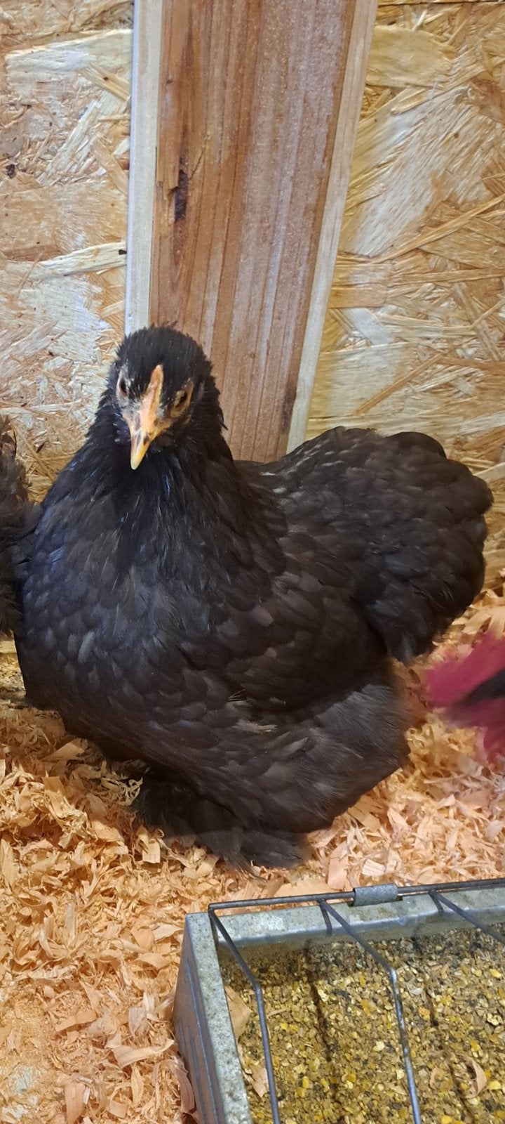 Cochin kippen, Dieren en Toebehoren, Vrouwelijk, Kip