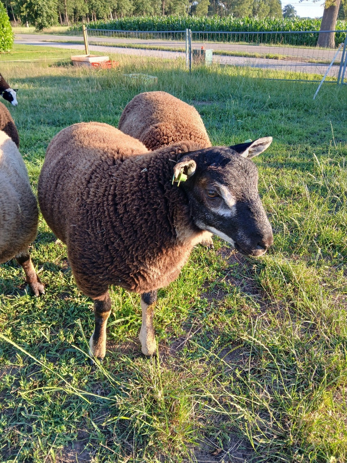 Beste dassekop dekram/rammen, Mannelijk, Schaap, 0 tot 2 jaar