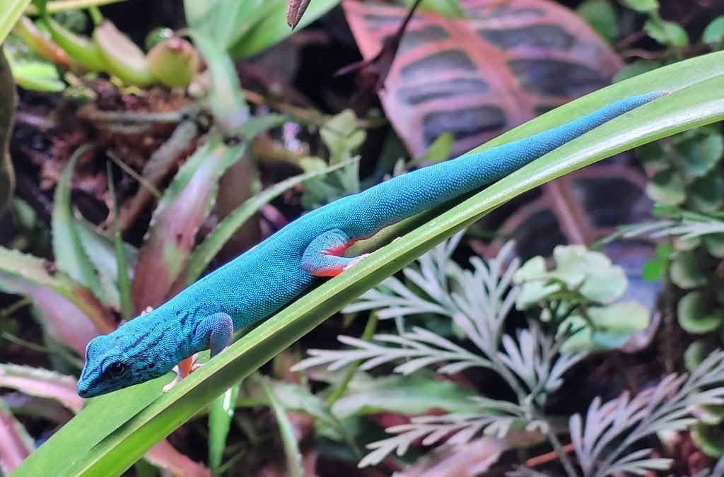 Onverwant koppel Lygodactylus Williamsi, Hagedis, 0 tot 2 jaar