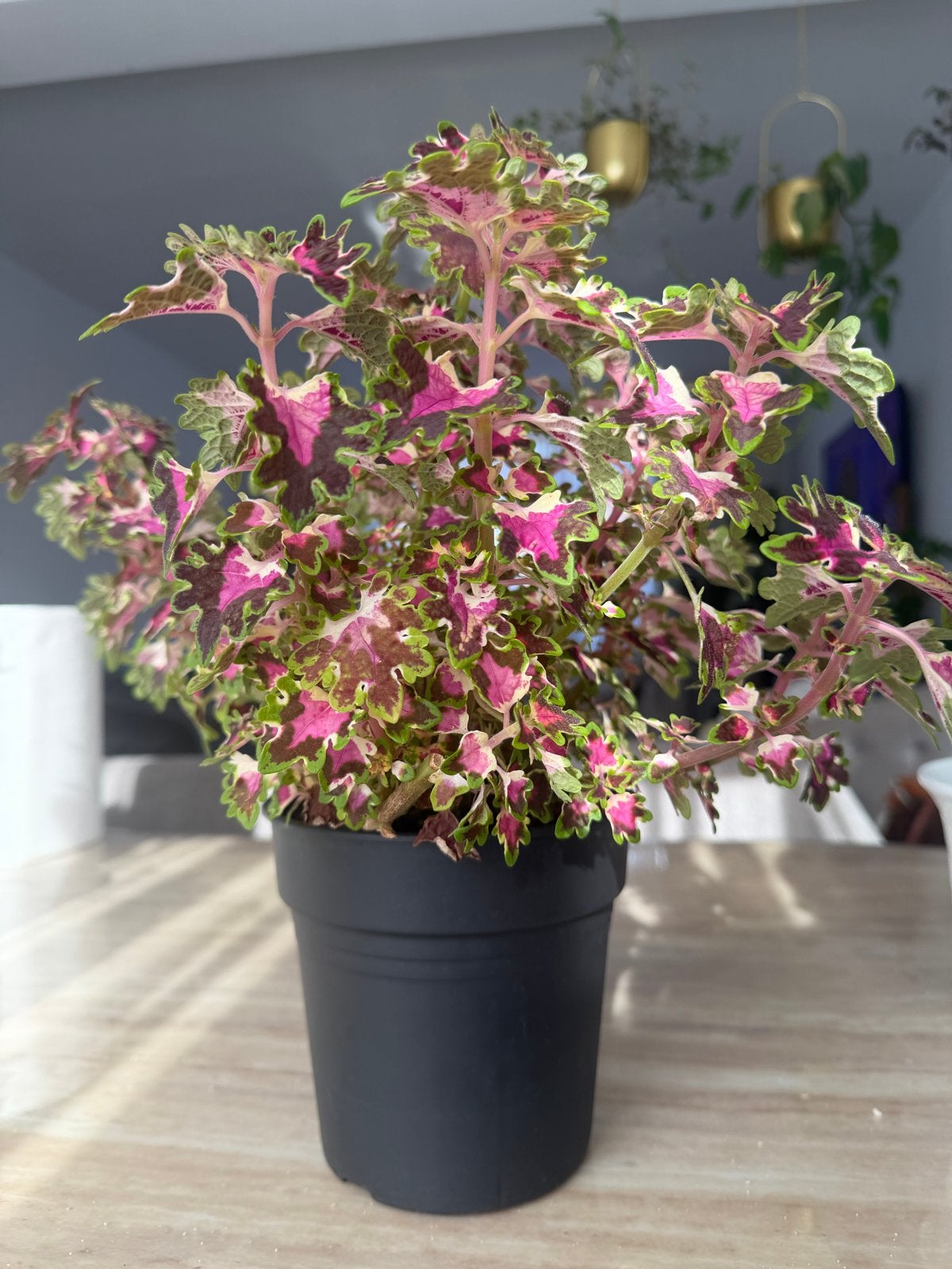 Prachtige Coleus plant met levendige kleuren, Tuin en Terras, Eenjarig, Bloeit niet, Halfschaduw, Ophalen
