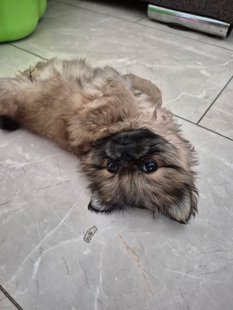 Teefje Pekinees x Pomeranian, Dieren en Toebehoren, HCC (leverziekte), 8 tot 15 weken, Teef, Eén hond