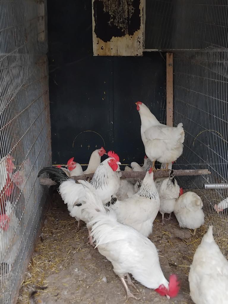 Mooie Sussex kippen, Dieren en Toebehoren, Vrouwelijk, Kip