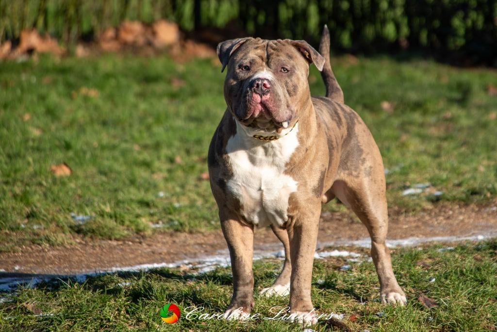 American Bully XL Reu, Dieren en Toebehoren, Parvo, Eén hond, 3 tot 5 jaar, Nederland
