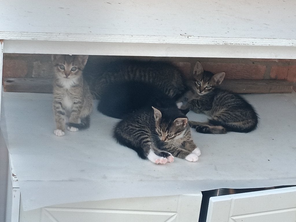 Kittens M/V 6wkn, Dieren en Toebehoren, Meerdere dieren, Kortharig, 0 tot 2 jaar