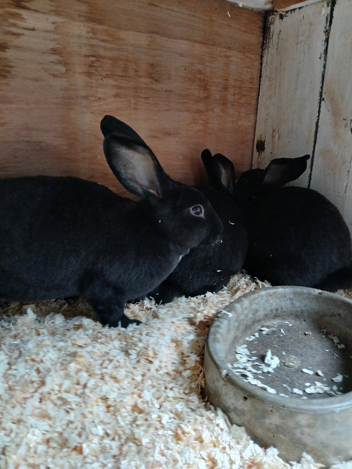 2 Mooie Rex rammen, Mannelijk, Middelgroot, 0 tot 2 jaar