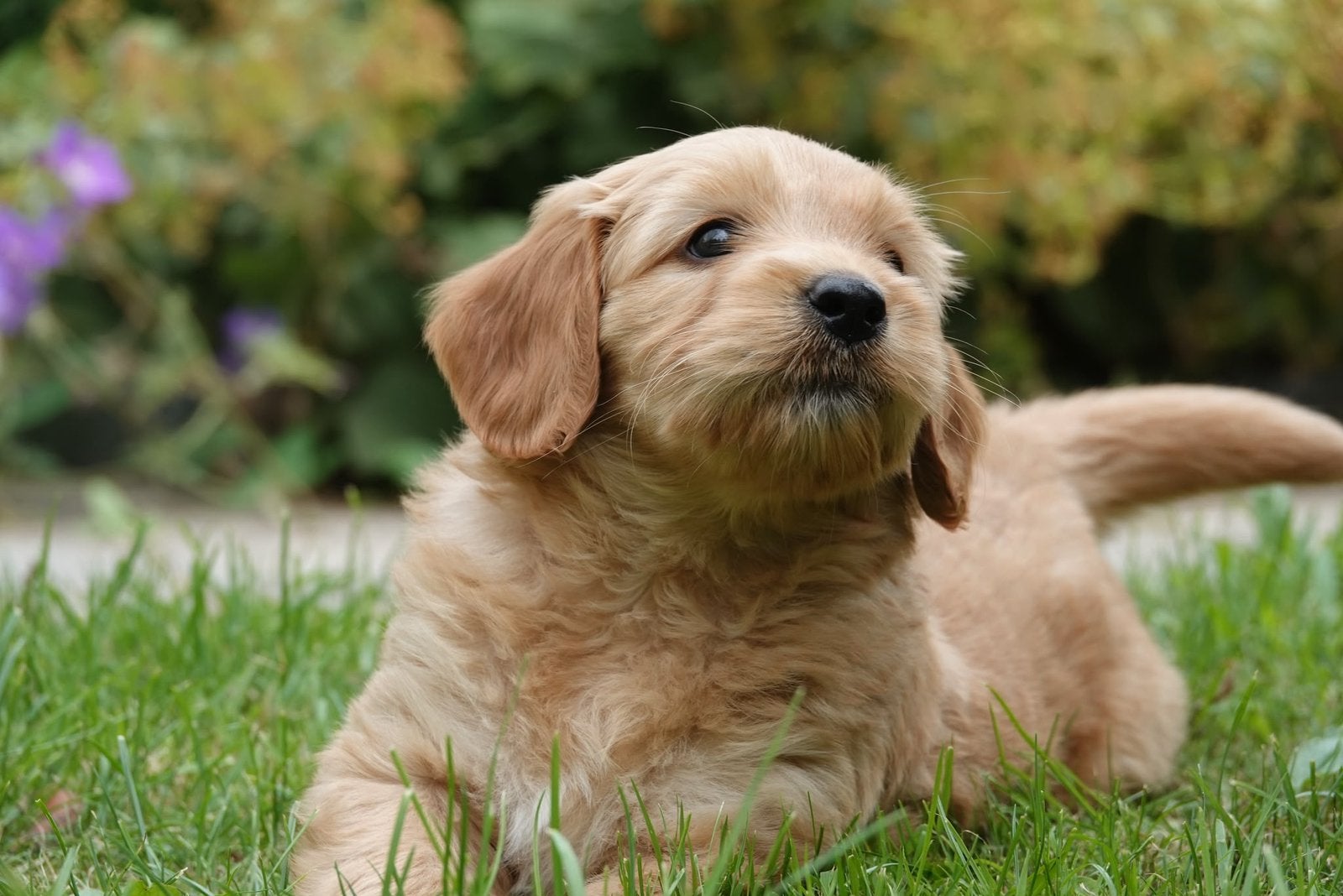 Labradoodle pups nog 1 reutje beschikbaar., Parvo, Overige rassen, 8 tot 15 weken, Meerdere