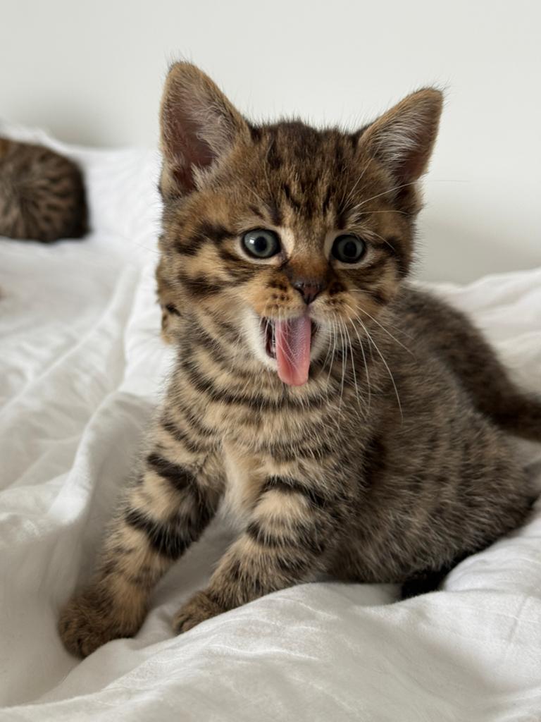 VERKOCHT! Britse korthaar mix kittens, Meerdere dieren, Kortharig, 0 tot 2 jaar