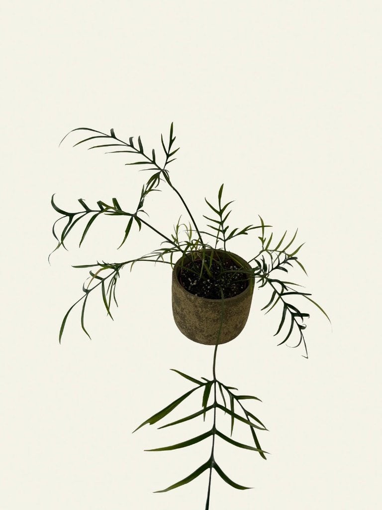 Philodendron Polypodioides, Huis en Inrichting, Kamerplanten, Ophalen of Verzenden, Halfschaduw, Minder dan 100 cm