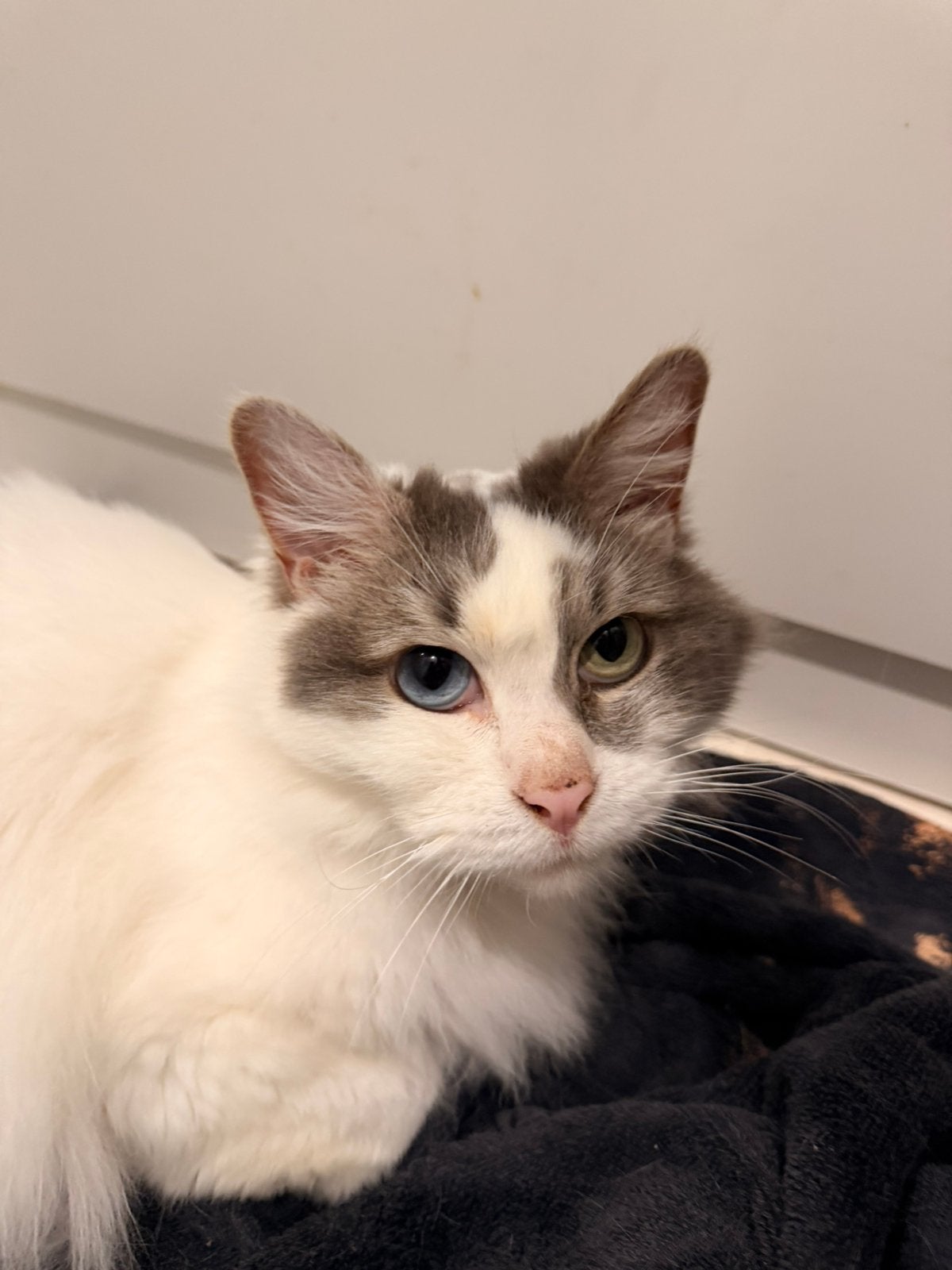 Syberische ras kat op zoek naar een nieuw huisje, Poes, Gechipt, 6 jaar of ouder
