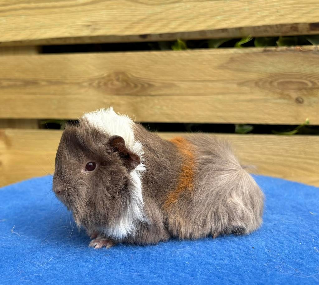 Mooie jonge Peruvian Cavia’s, Dieren en Toebehoren, Knaagdieren, Mannelijk, Tam, Maart, Cavia