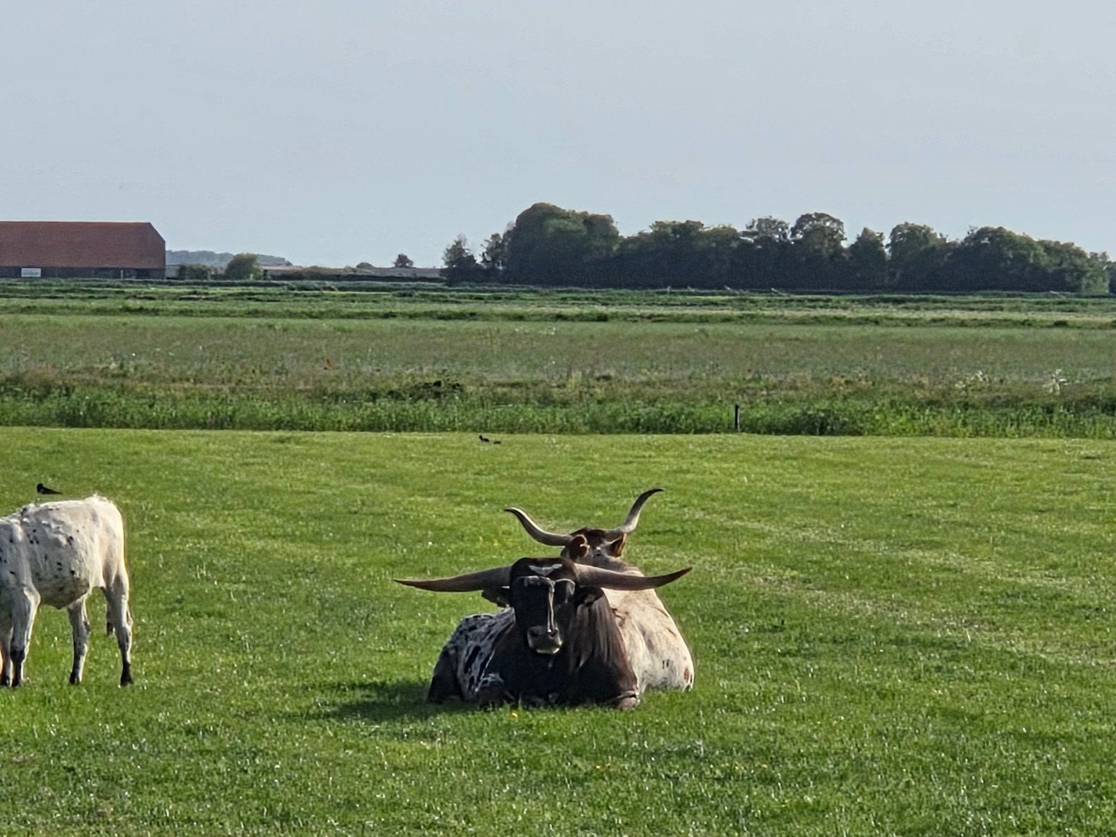 Texas longhorn stier, Mannelijk