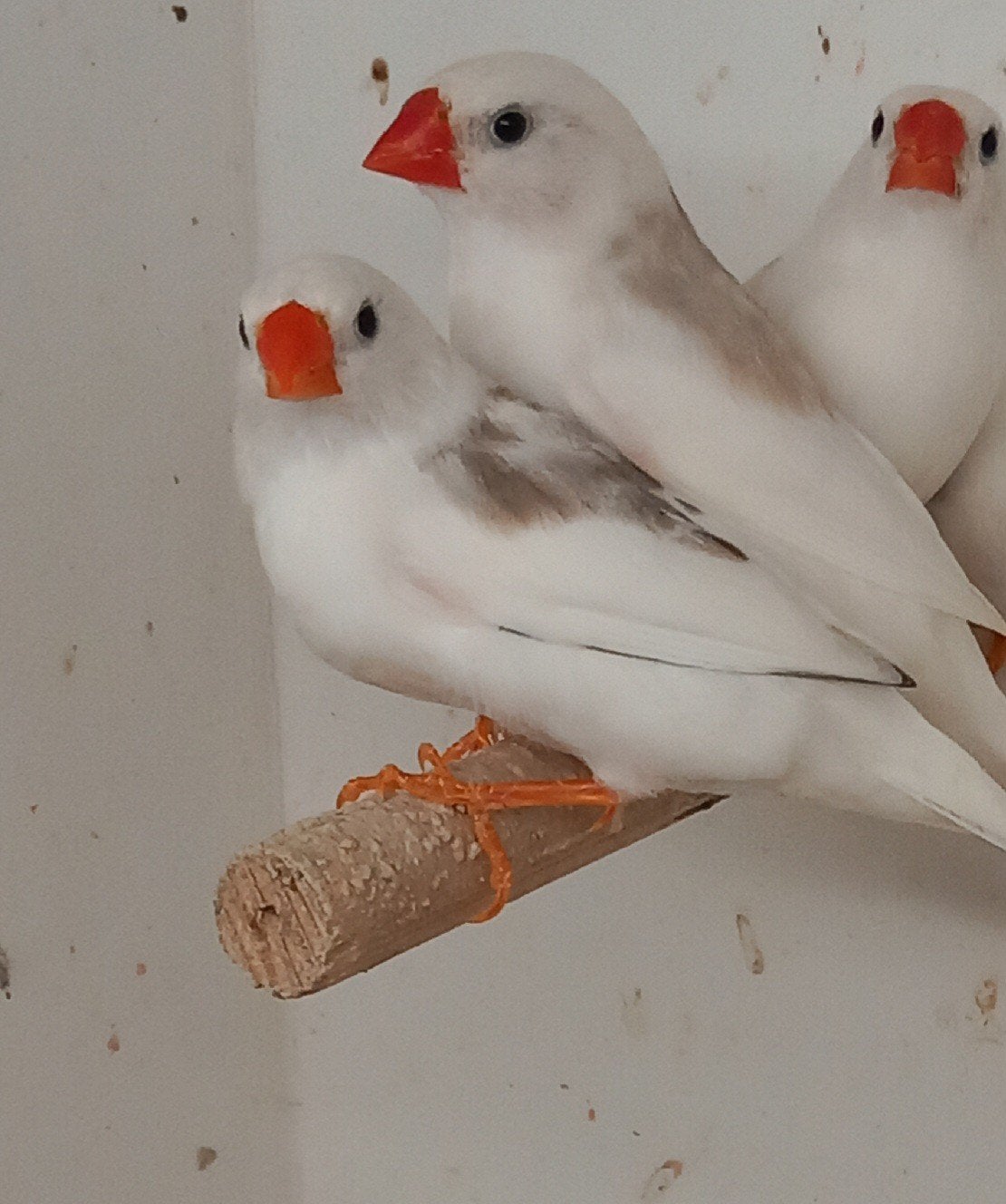 Groep van 7 zebravinken wit-getekend., Dieren en Toebehoren, Vogels | Overige Vogels, Meerdere dieren, Tropenvogel