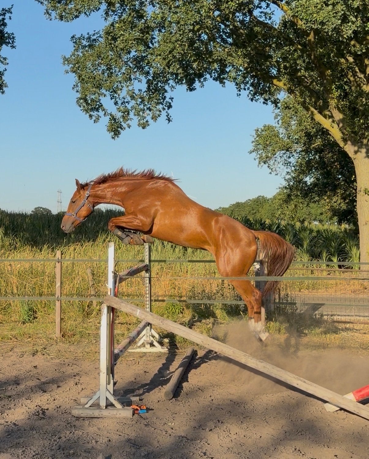 Super gave 3 jarige ruin!, Dieren en Toebehoren, Paarden, Springpaard, Met stamboom, Ruin, 3 tot 6 jaar