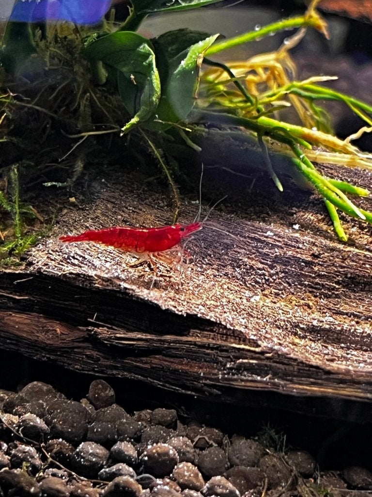 Neocaridina Red Sakura Siergarnaal, Kreeft, Krab of Garnaal, Zoetwatervis