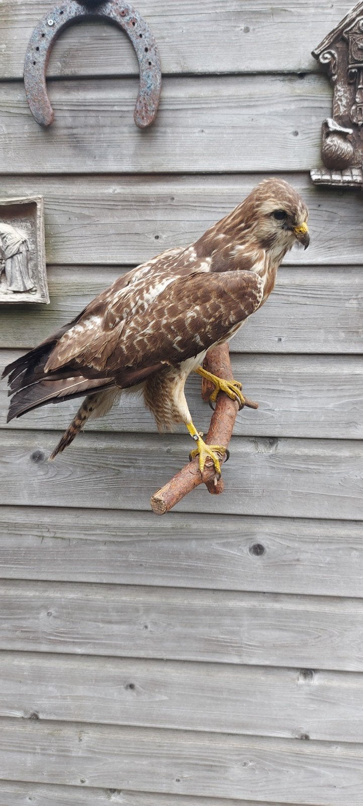 Opgezette vogel., Verzamelen, Ophalen of Verzenden, Zo goed als nieuw, Vogel, Opgezet dier