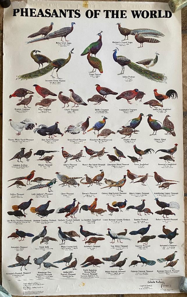 Fazanten van de wereld, Ophalen of Verzenden, Gebruikt, Deurposter of groter, Dier of Natuur