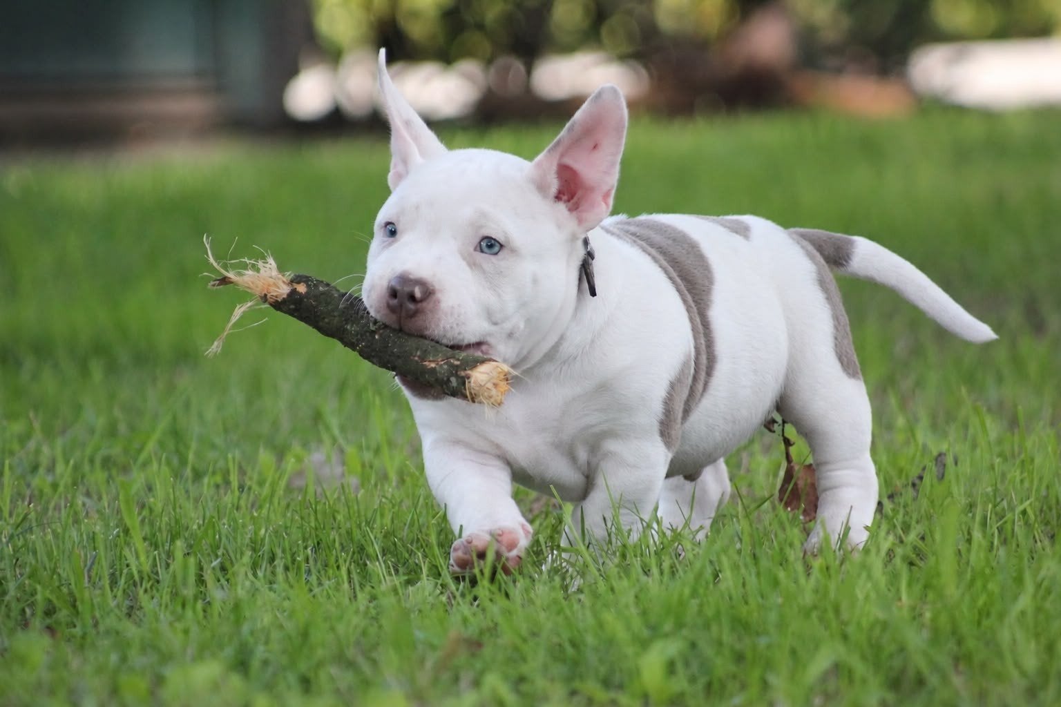 mooi american bully reutje, 8 tot 15 weken, Eén hond, Nederland, Particulier
