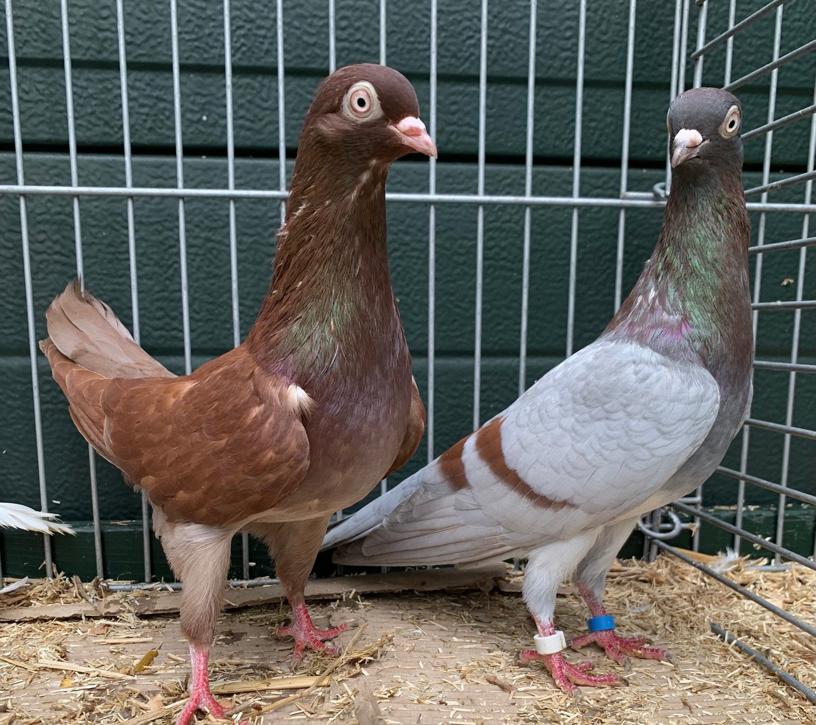 Wener Hoogvliegers kweekkoppels, Meerdere dieren, Tuimelaar of Roller
