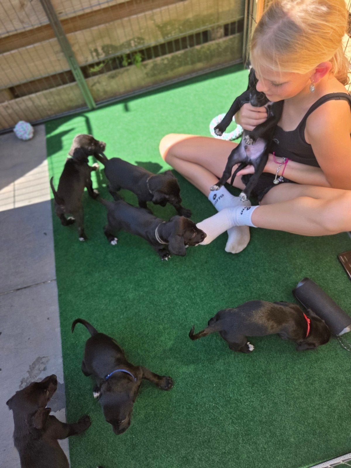 Nog 3 pups klaar om te verhuizen! Labradoodle x Dalmatiër, 8 tot 15 weken, Meerdere, Meerdere dieren, Nederland