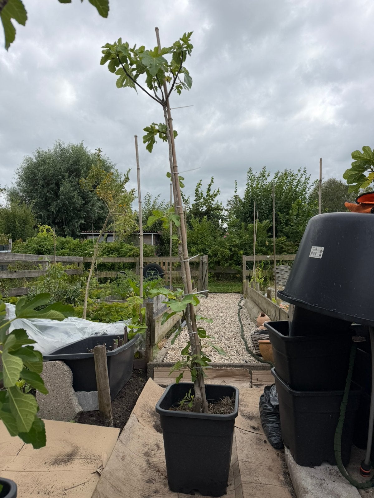 Vijgenboom 2 meter 4 jaar oud ras is onbekend, Ophalen, Lente, Volle zon, In pot