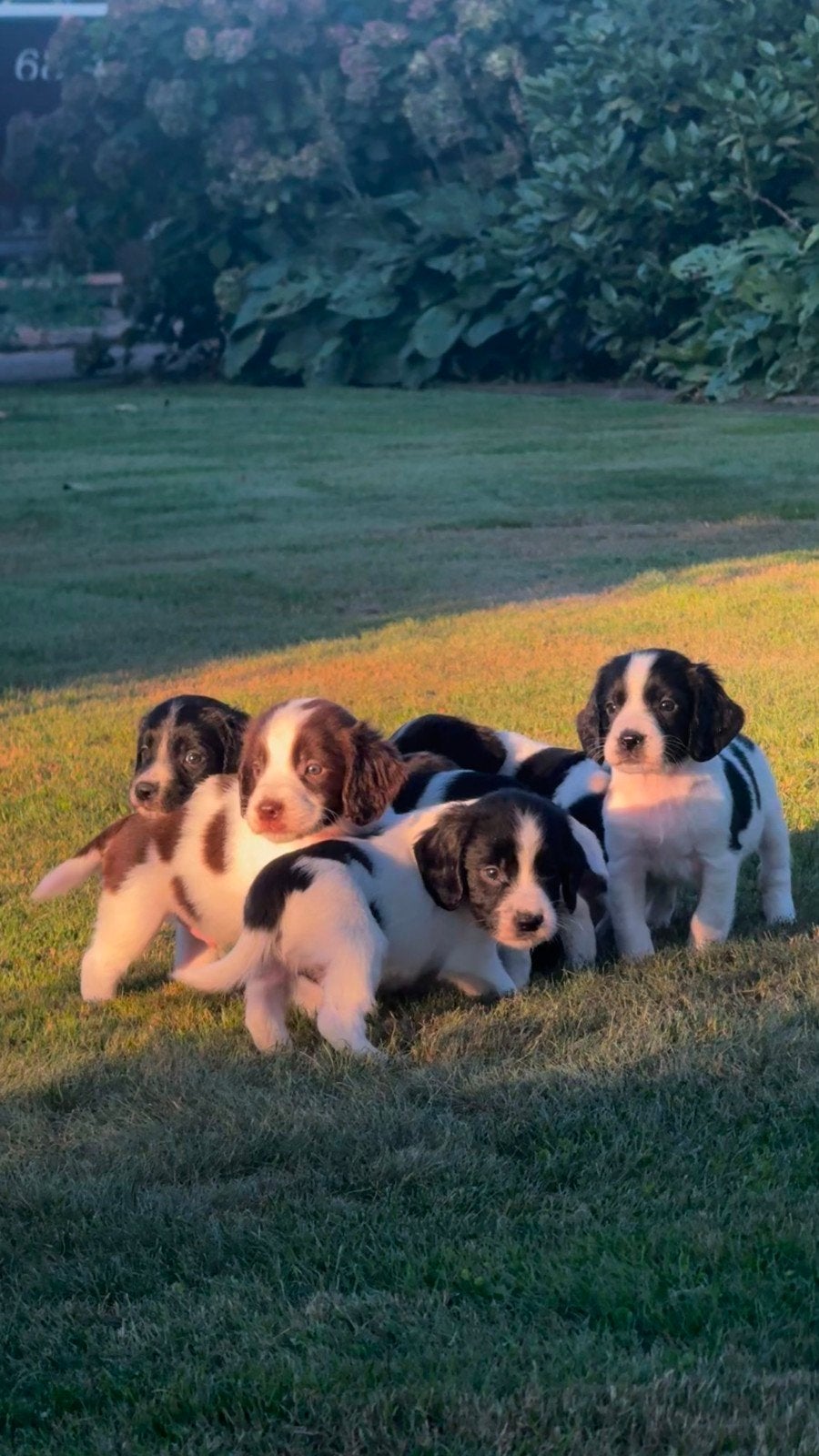 Engelse springer spaniel pupjes, Parvo, 8 tot 15 weken, Meerdere, Meerdere dieren