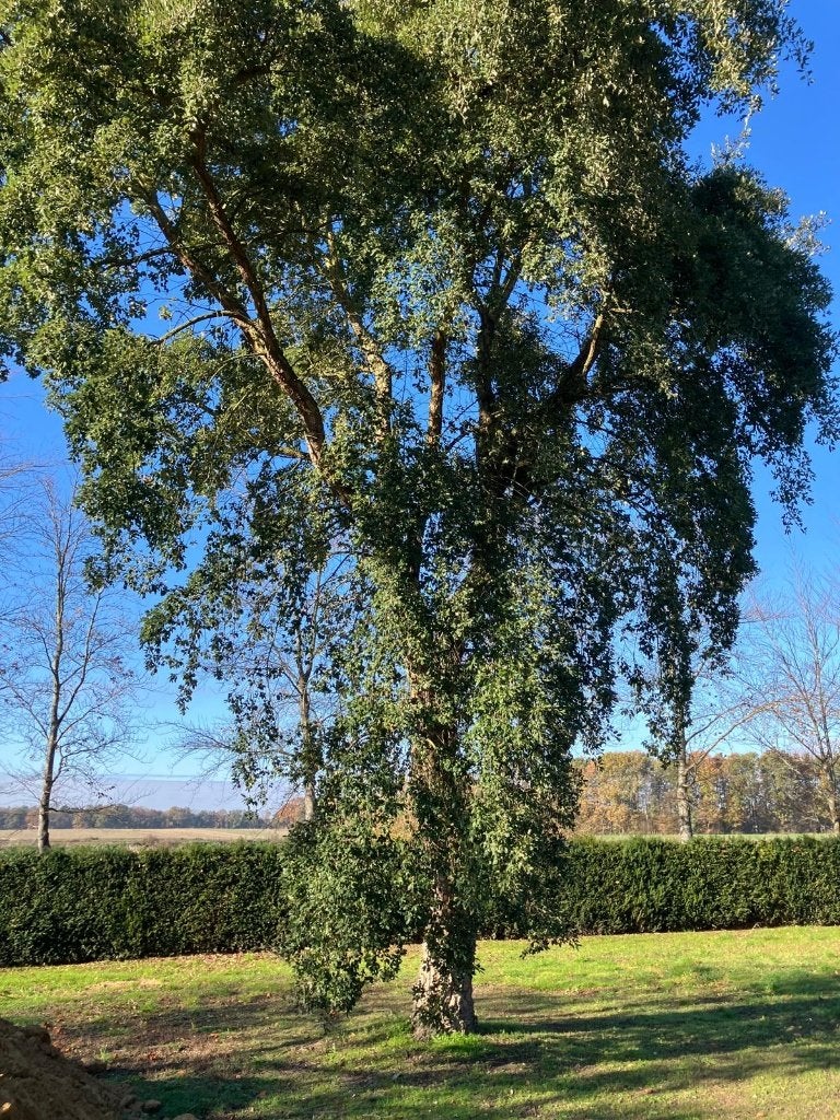Kurkeiken jonge opstanden (Quercus suber), Tuin en Terras, Planten | Bomen, Ophalen, Volle zon, Overige soorten