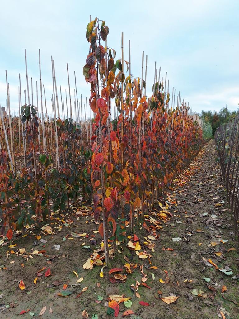 Prunus Amanoga zuil sierkers🌿🍁, Tuin en Terras, Planten | Bomen, Ophalen, Volle zon, Overige soorten