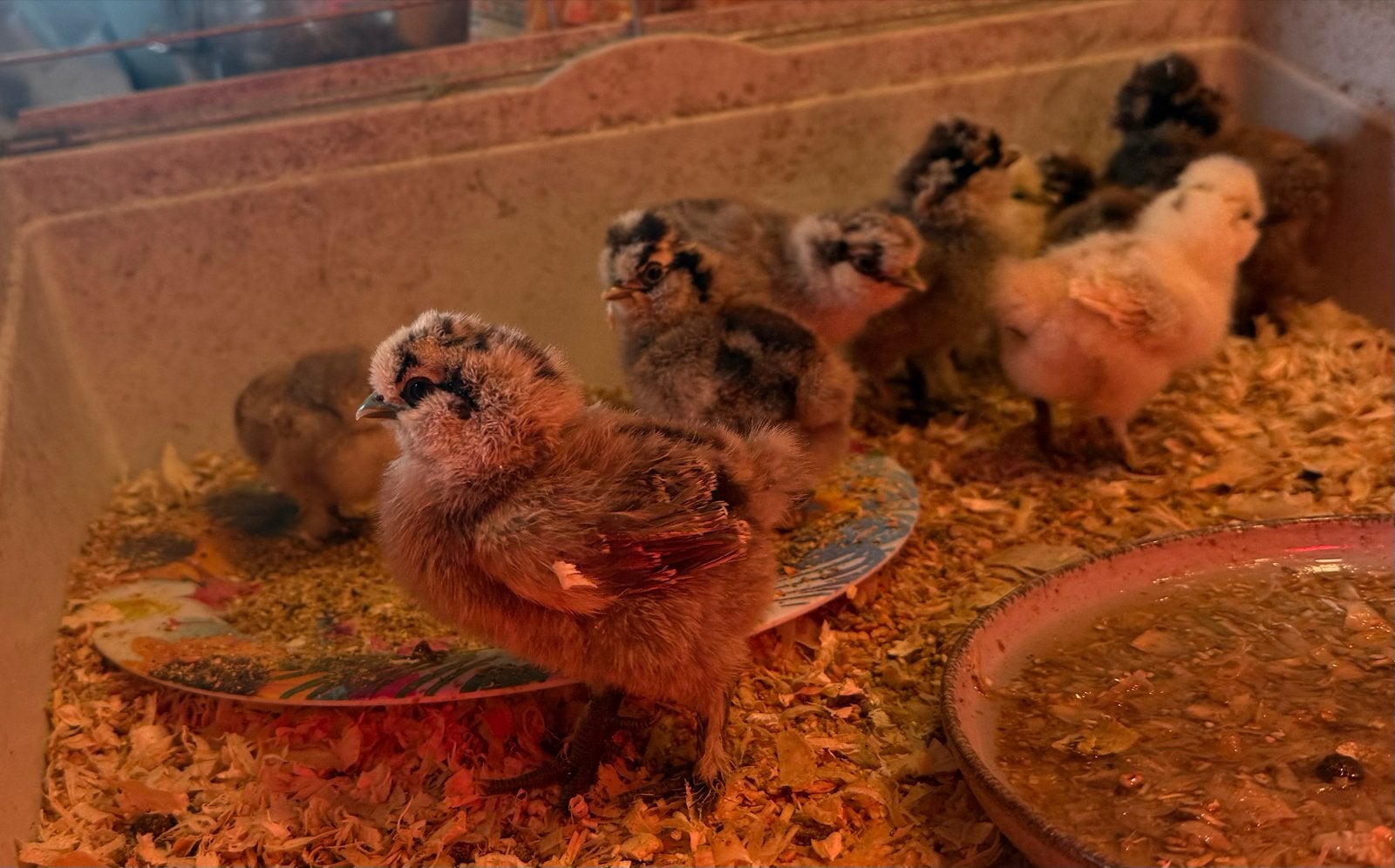 Zijdehoen kuikens, Dieren en Toebehoren, Geslacht onbekend, Kip