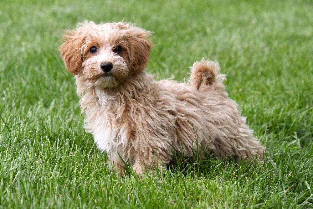 Maltipoo pups te koop, Dieren en Toebehoren, 15 weken tot 1 jaar, Overige rassen, Buitenland, Parvo