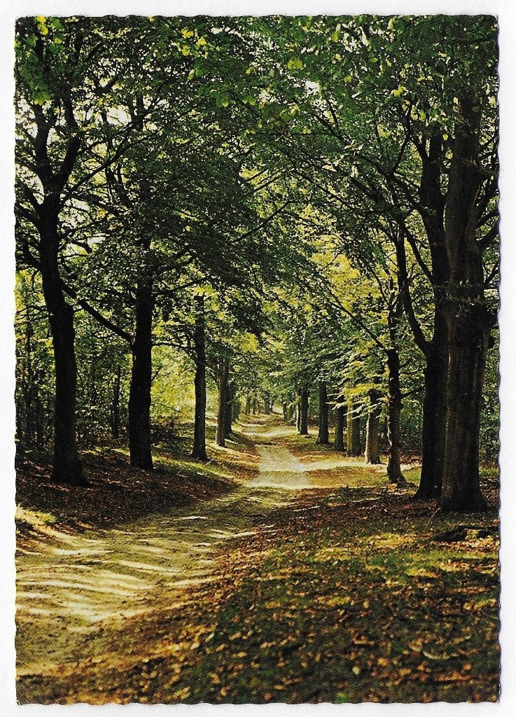 Apeldoorn Boslaan gelopen Ansichtkaart ( B2839 ), Ophalen of Verzenden, 1980 tot heden, Gelopen, Gelderland