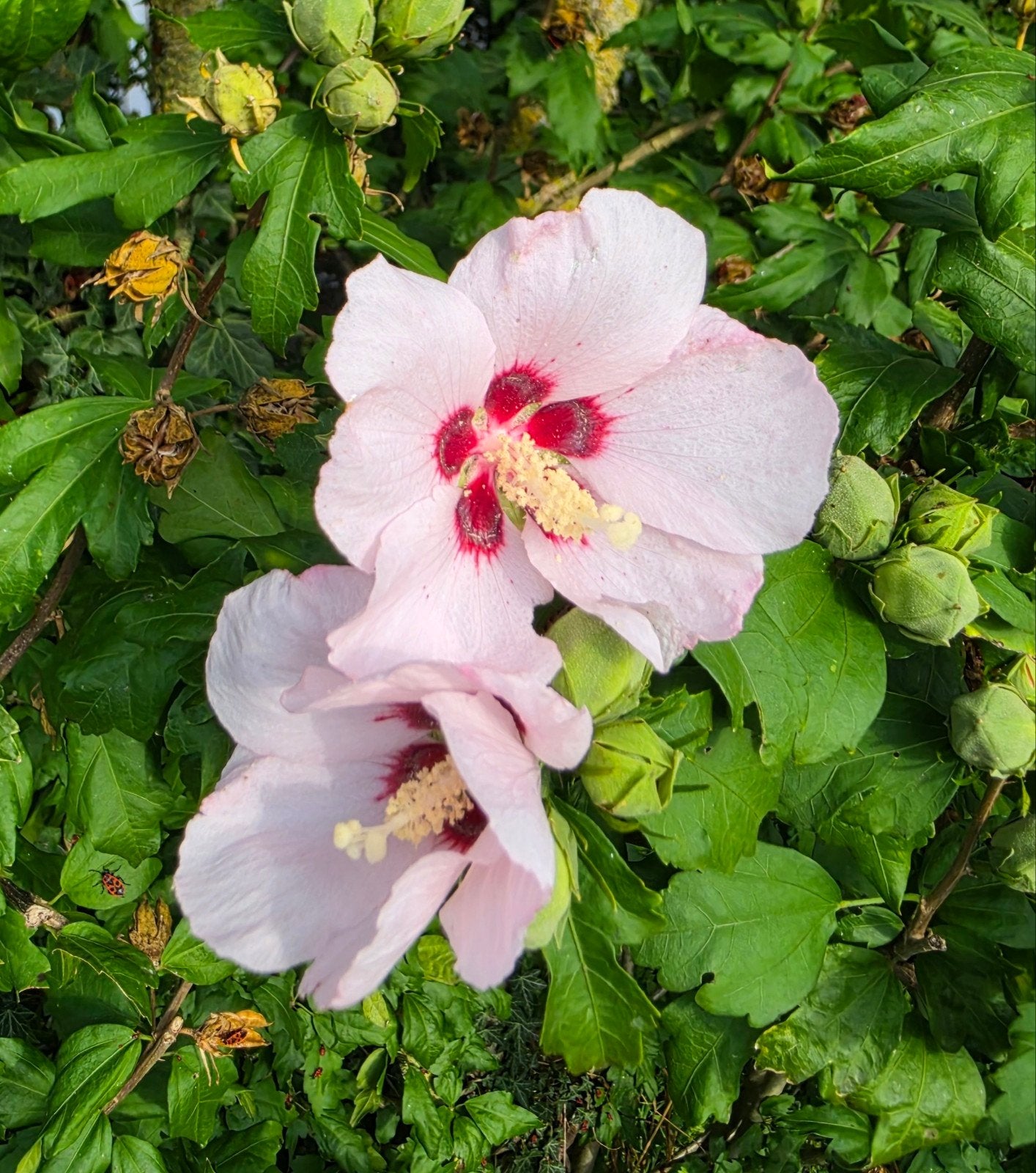 Hibiscus, Ophalen, Overige soorten