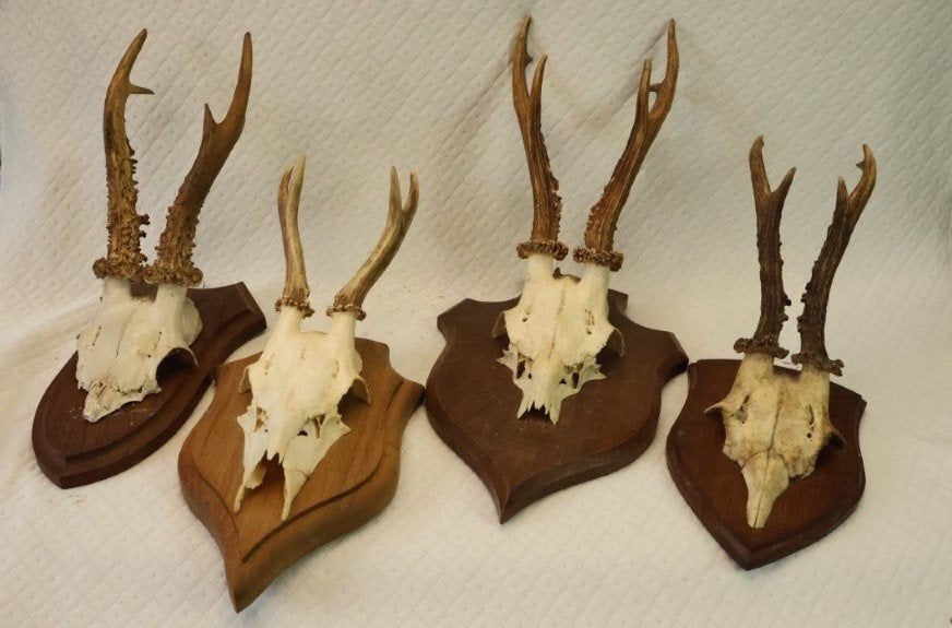 Taxidermie - ree gewei, Ophalen of Verzenden, Gebruikt, Hert, Gewei of Kop