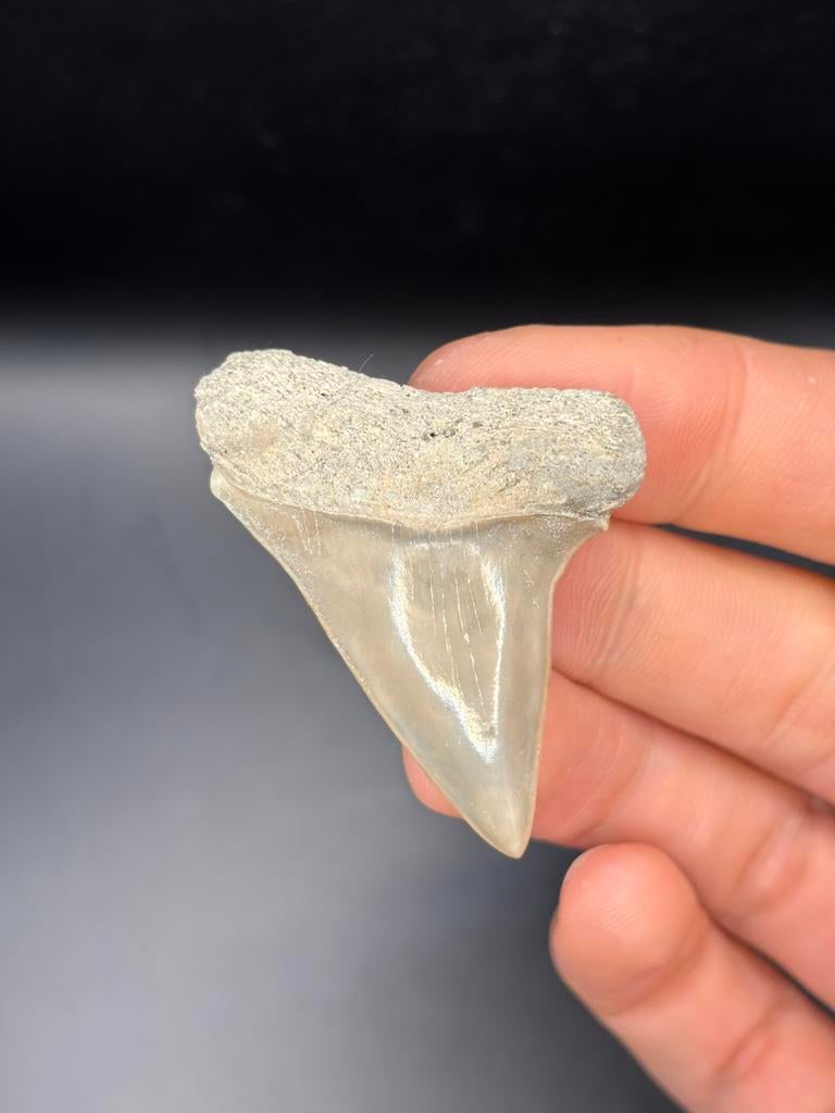 Mako fossiele haaientand Lee Creek, Verzamelen, Mineralen en Fossielen, Ophalen of Verzenden, Fossiel