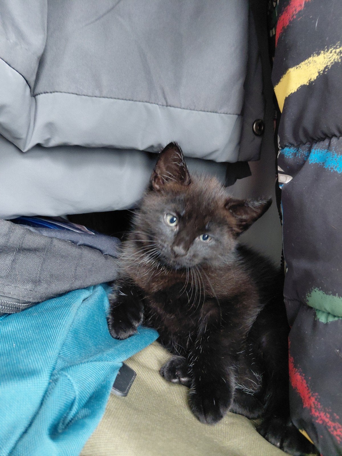 nog 1 noorseboskat X kittens  mogen vanaf vandaag  weg, Poes, Ontwormd, 0 tot 2 jaar