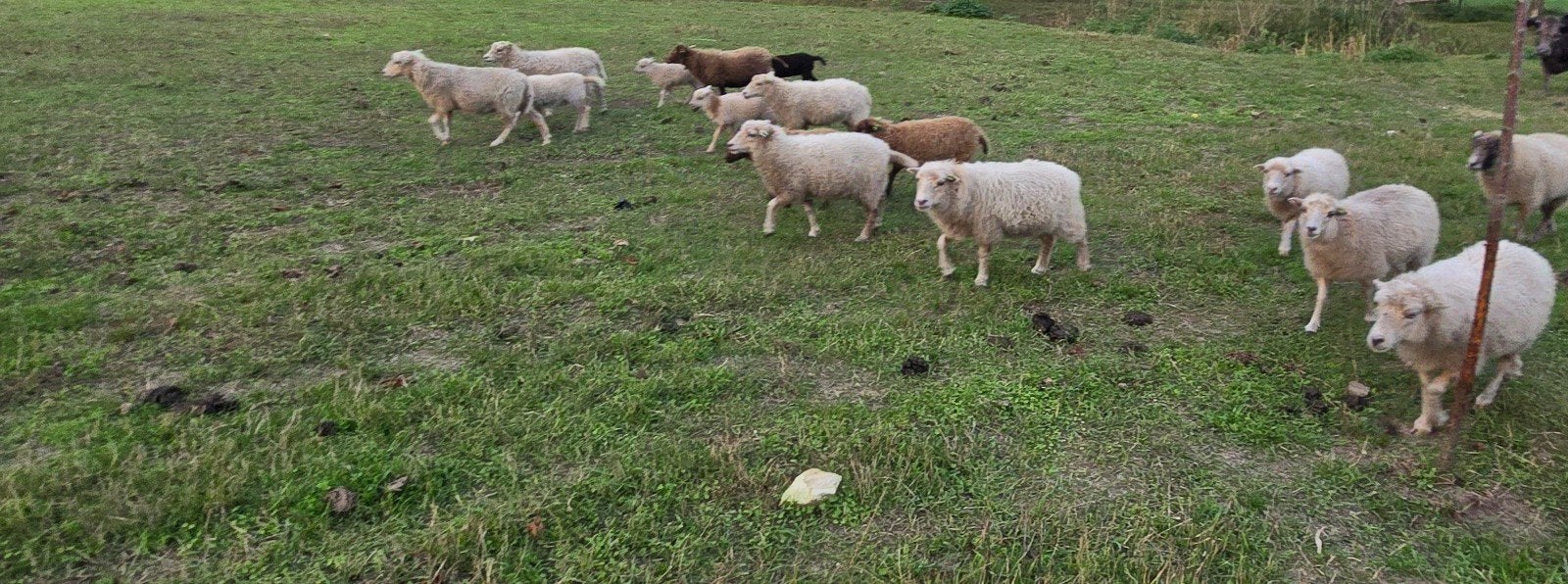 Lieve kudde ouessanten, Meerdere dieren, Schaap