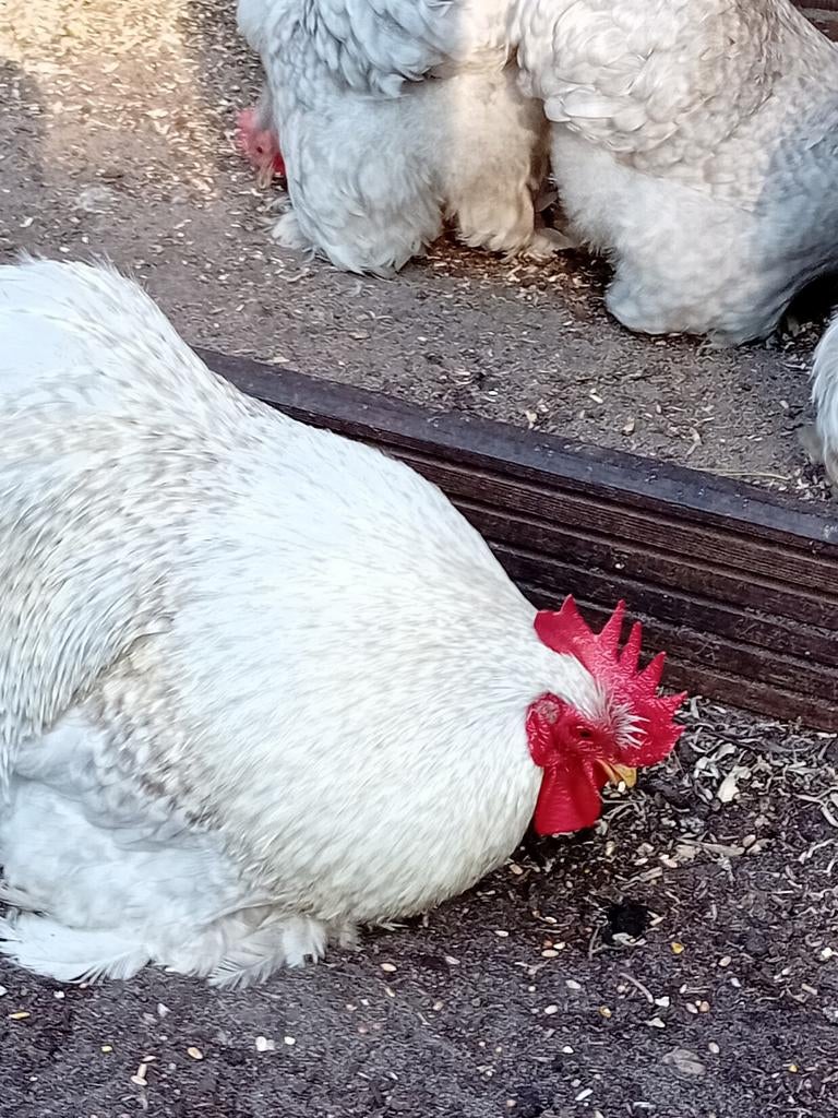 Parelgijze cochin kriel broedeieren., Dieren en Toebehoren, Pluimvee, Geslacht onbekend, Kip