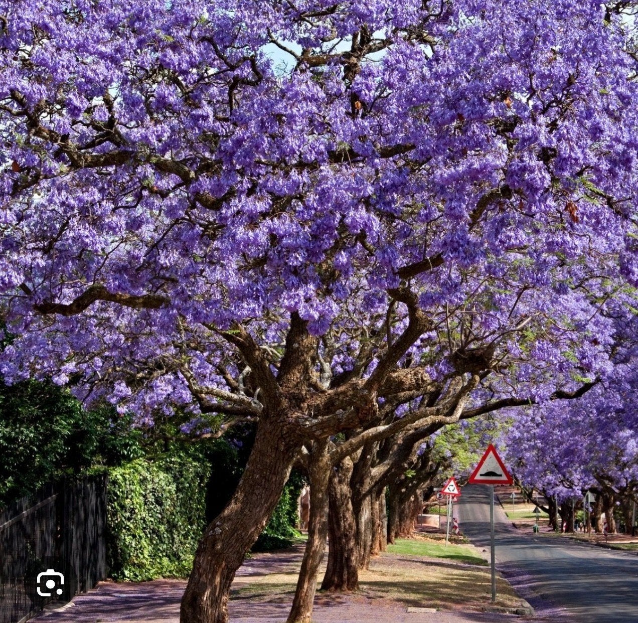 Jacaranda, Volle zon, Verzenden, Overige soorten, 100 tot 250 cm