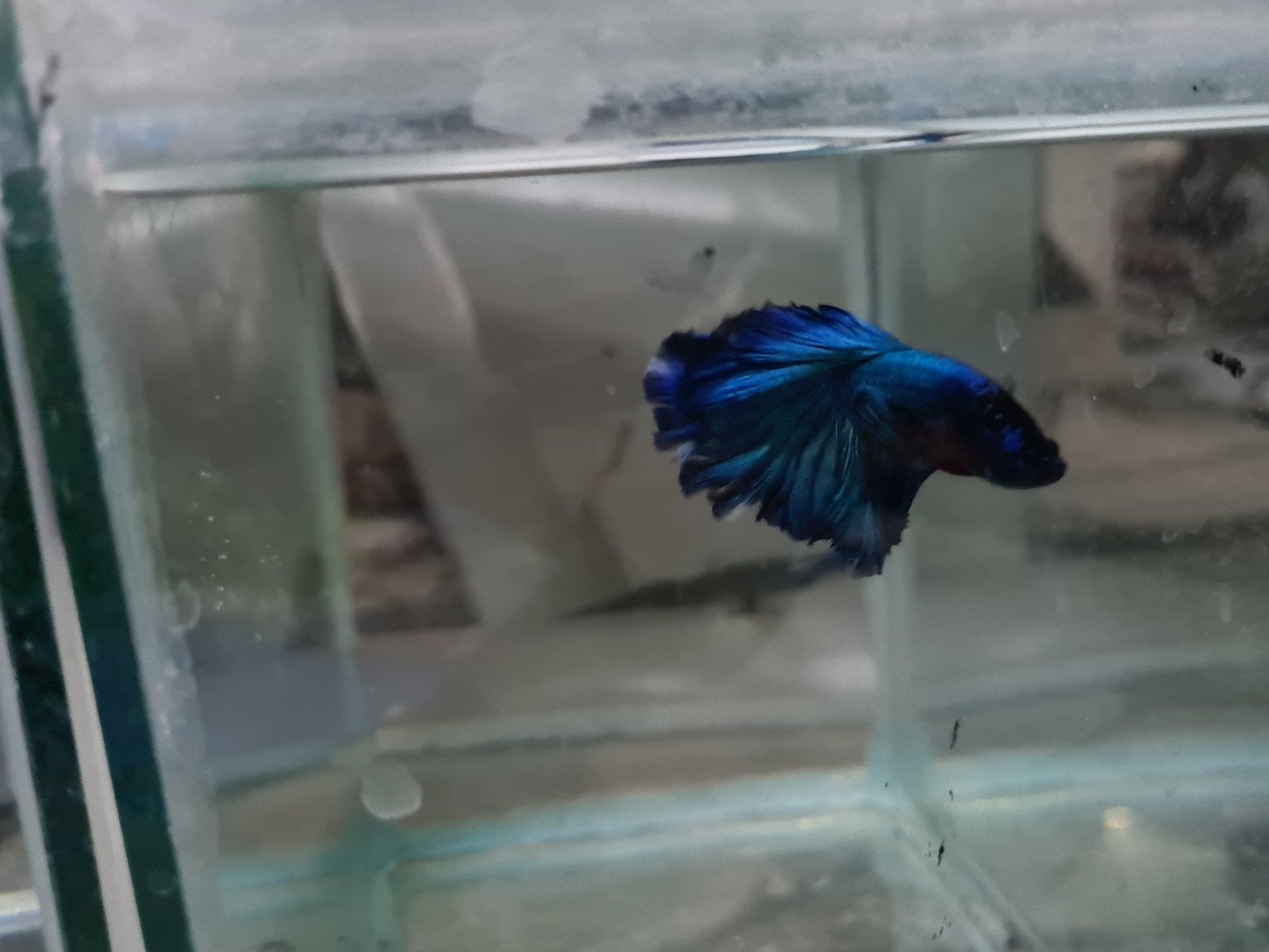 Betta splendens super delta kempvis man, Vis, Zoetwatervis
